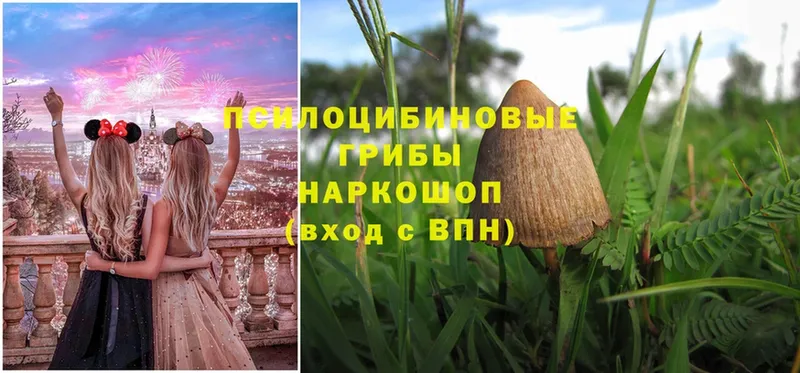 купить закладку  Туймазы  Псилоцибиновые грибы Cubensis 